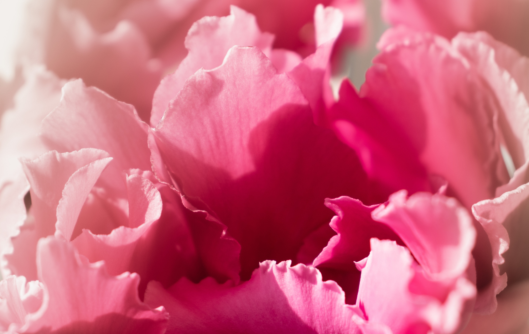 Pink flowers with a circular plan, pink flower leaves with a fringe